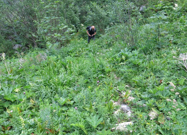 Orožnova koča in Lisec,  06.07.2017 - foto