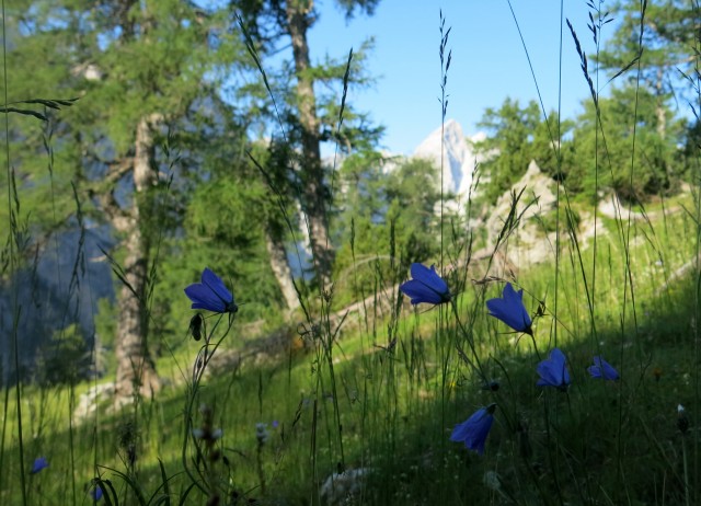 Slem. špica in čez Hanzovo nazaj  07.07.2017 - foto