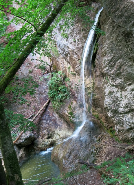 PEKEL,  11.07.2017 - foto