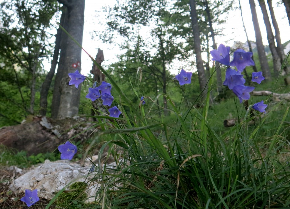 Bivak pod kočno - 20.07. 2017 - foto povečava