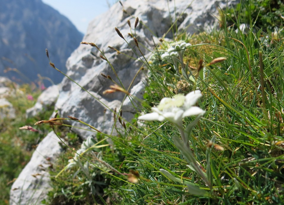 Bivak pod kočno - 20.07. 2017 - foto povečava