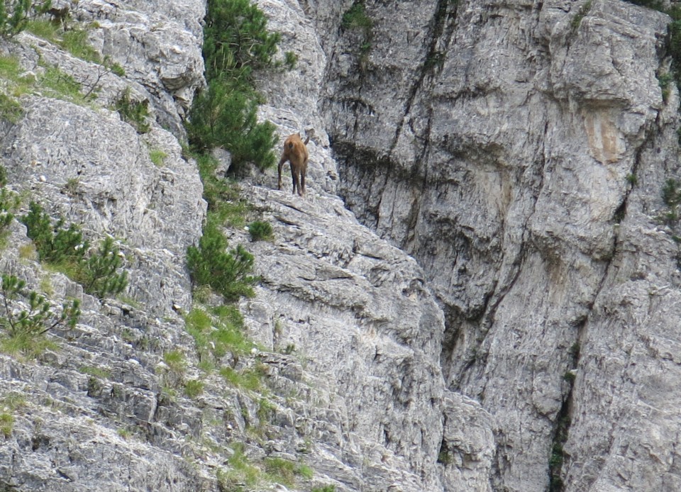 Bivak l. pod V. Ponco -  6.8.2017 - foto povečava