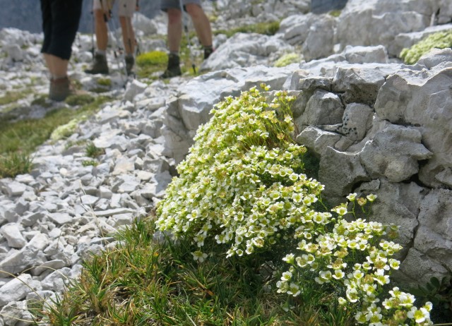 Gubno in Planja, 15. + 16. 8. 2017 - foto