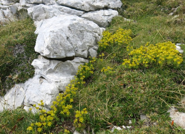 Gubno in Planja, 15. + 16. 8. 2017 - foto