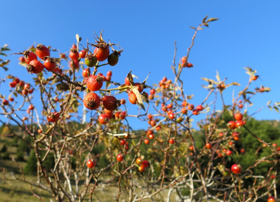 Koren - Dolge njive, 19.10.2017 - foto povečava