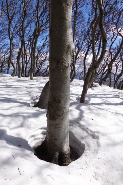 Nanos / čez drčo  02.04.2018 - foto