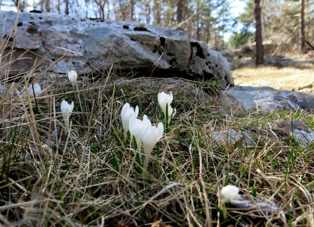 Gradiška   08.04.2018 - foto