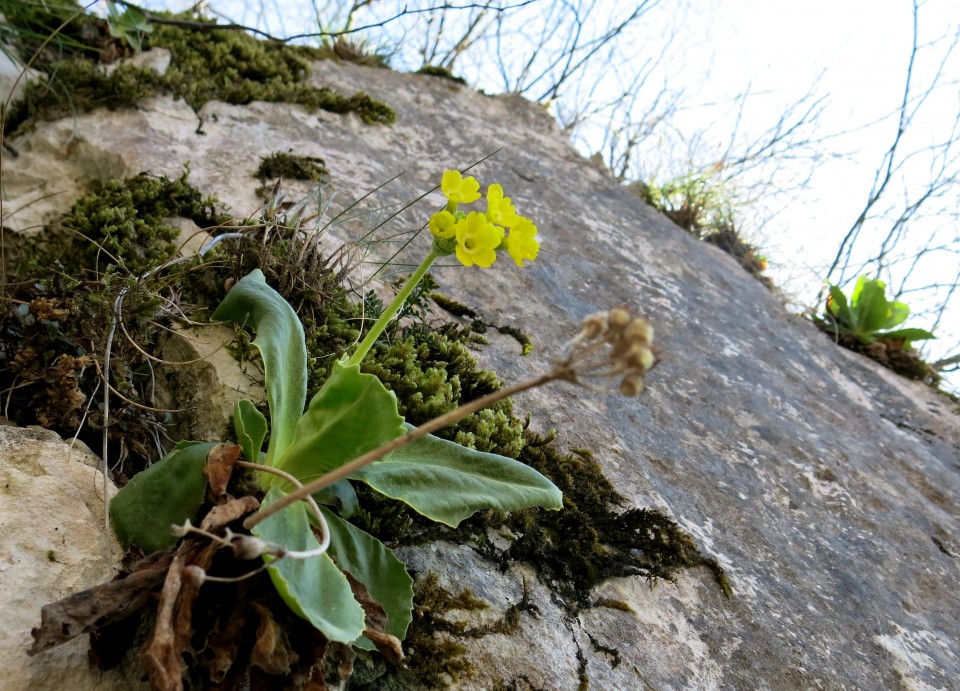 Gradiška   08.04.2018 - foto povečava