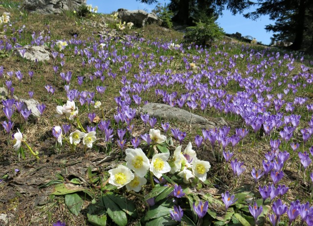 VELIKA PLANINA   24.04.2018 - foto