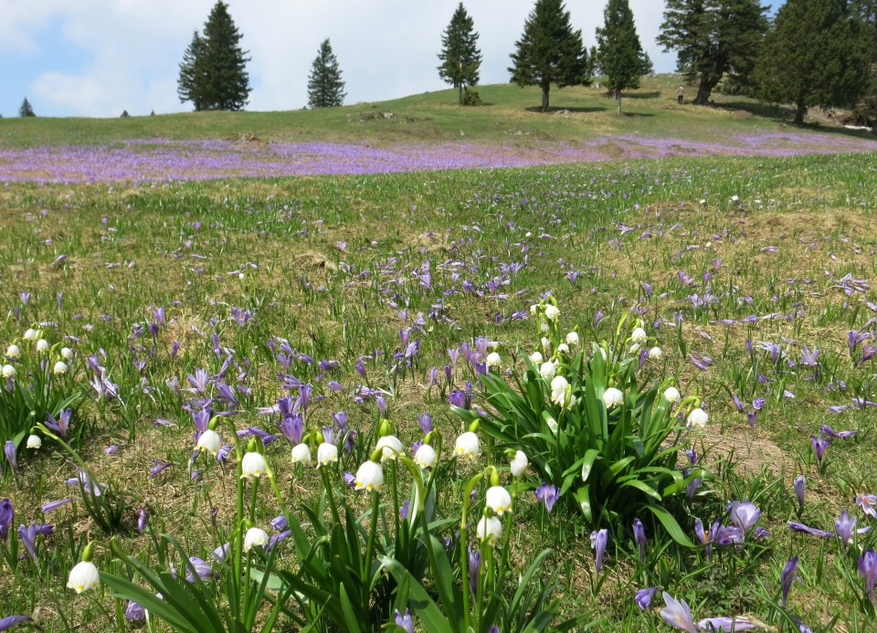 VELIKA PLANINA   24.04.2018 - foto povečava