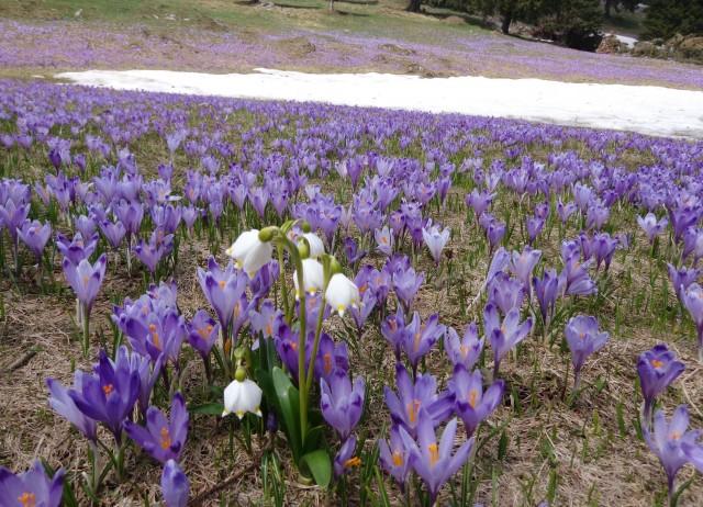 VELIKA PLANINA   24.04.2018 - foto