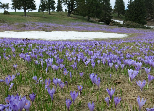 VELIKA PLANINA   24.04.2018 - foto