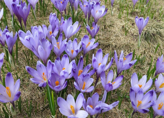 VELIKA PLANINA   24.04.2018 - foto