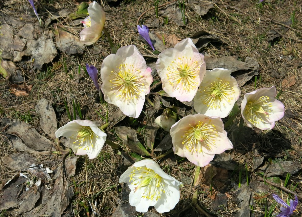 VELIKA PLANINA   24.04.2018 - foto povečava