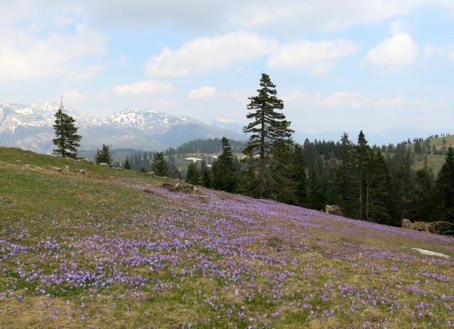 VELIKA PLANINA   24.04.2018 - foto