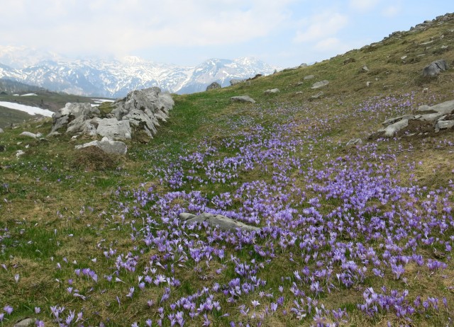 VELIKA PLANINA   24.04.2018 - foto