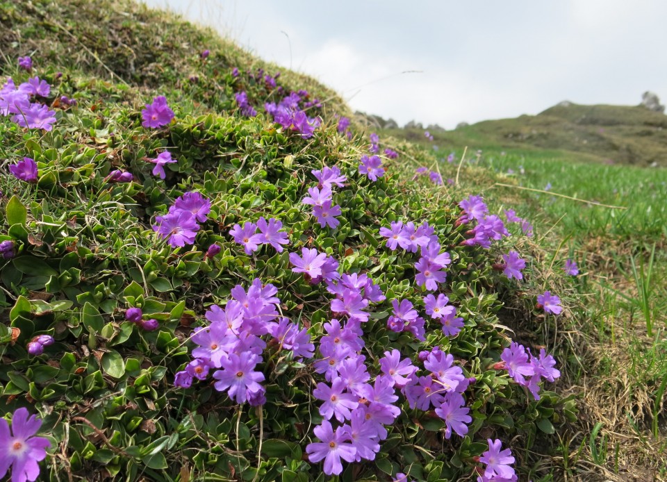 VELIKA PLANINA   24.04.2018 - foto povečava