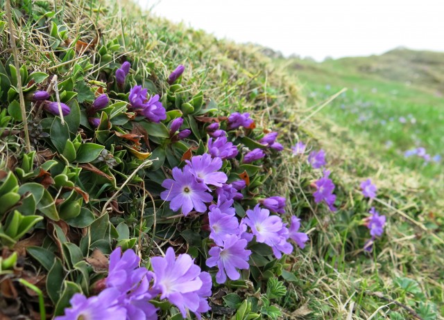 VELIKA PLANINA   24.04.2018 - foto