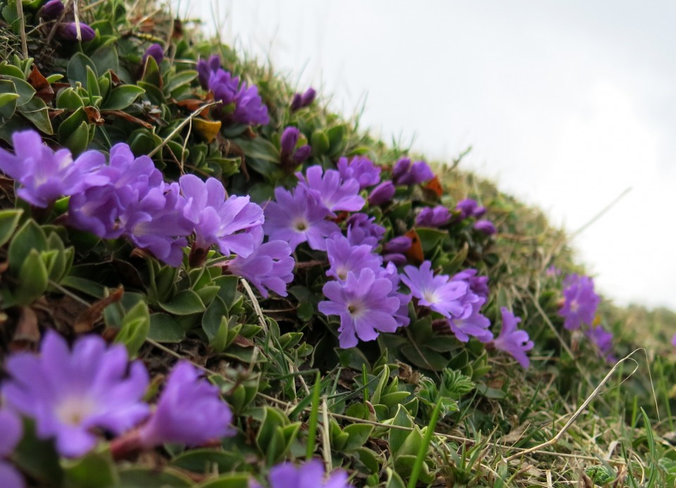 VELIKA PLANINA   24.04.2018 - foto povečava