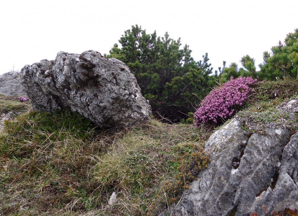 VELIKA PLANINA   24.04.2018 - foto povečava