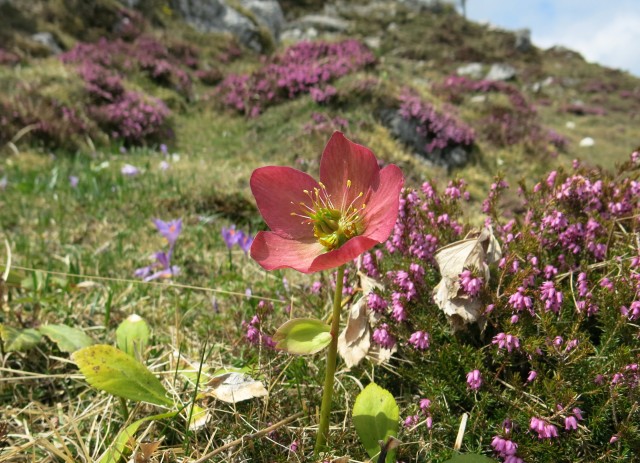 VELIKA PLANINA   24.04.2018 - foto