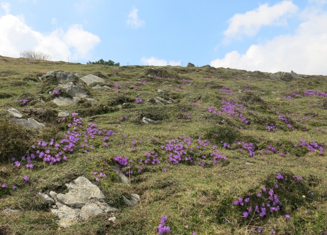 VELIKA PLANINA   24.04.2018 - foto