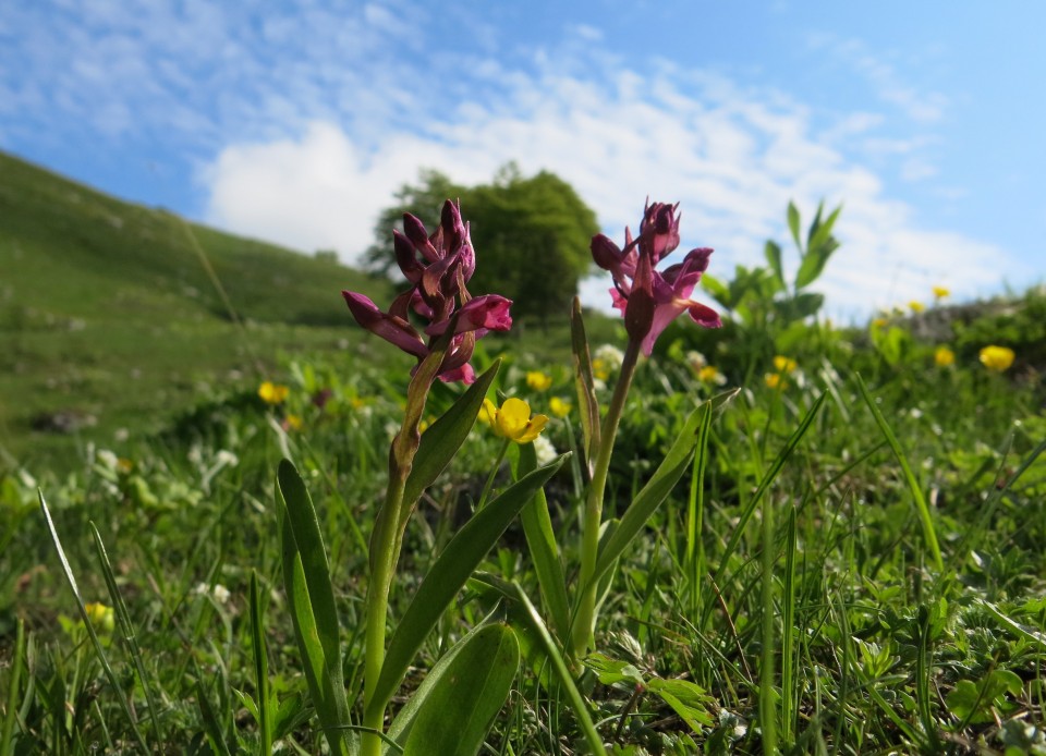 Struška + narcise  19.05.2018 - foto povečava