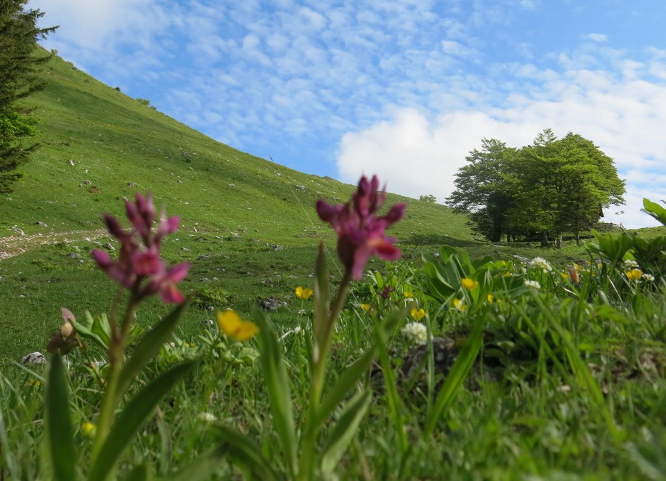 Struška + narcise  19.05.2018 - foto povečava