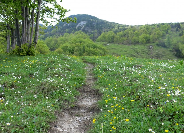 Struška + narcise  19.05.2018 - foto