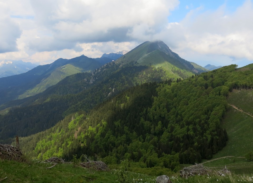 Struška + narcise  19.05.2018 - foto povečava