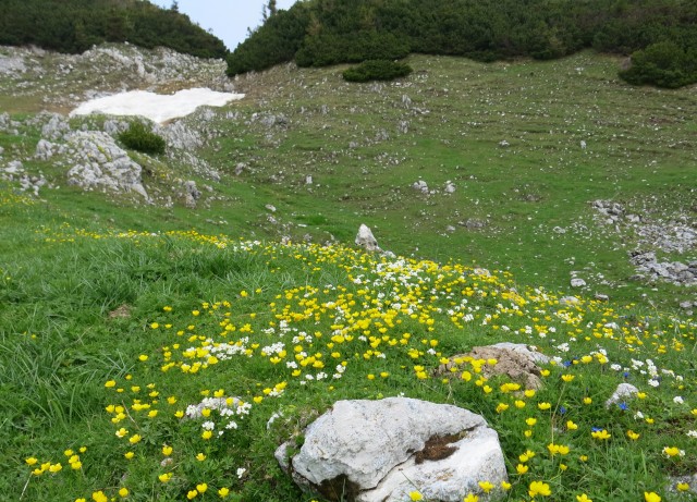 Struška + narcise  19.05.2018 - foto