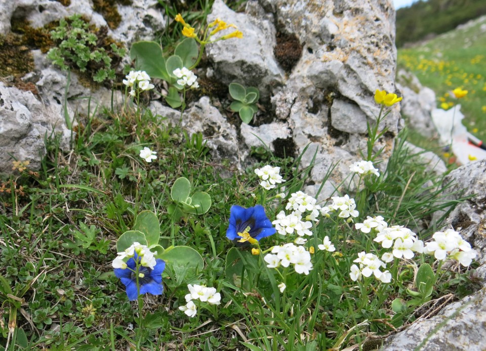 Struška + narcise  19.05.2018 - foto povečava