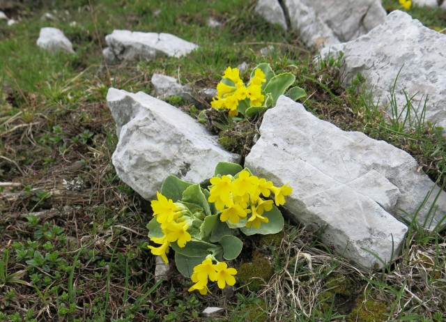 Struška + narcise  19.05.2018 - foto