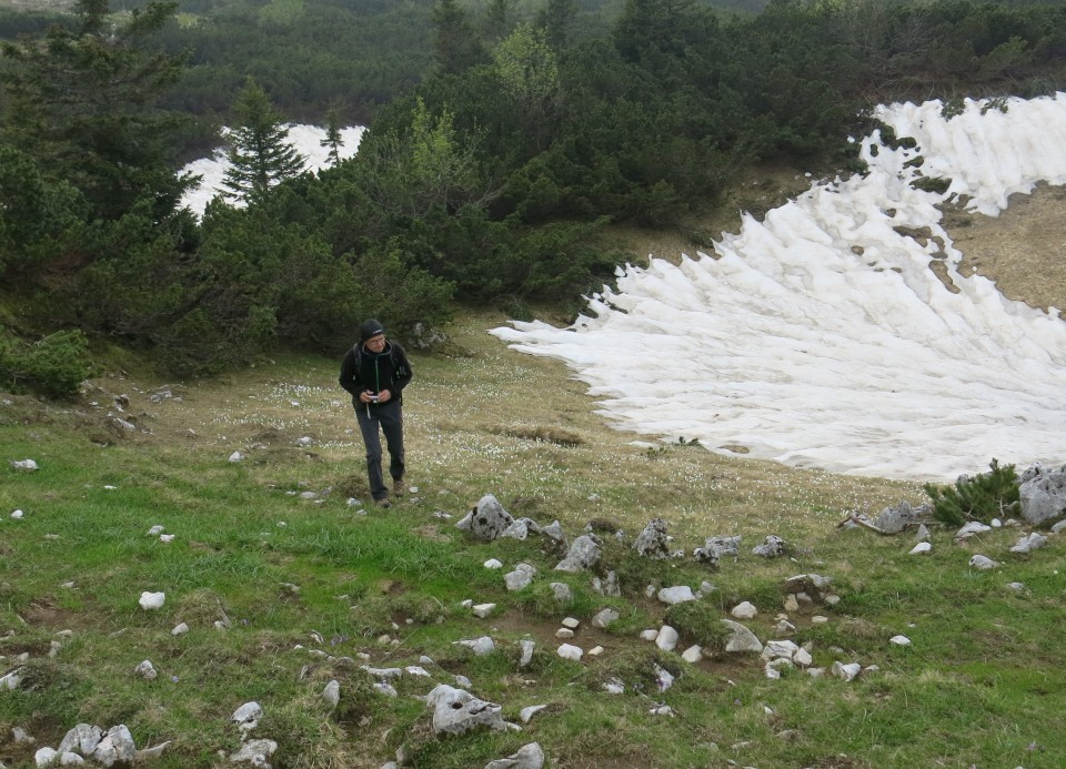 Struška + narcise  19.05.2018 - foto povečava