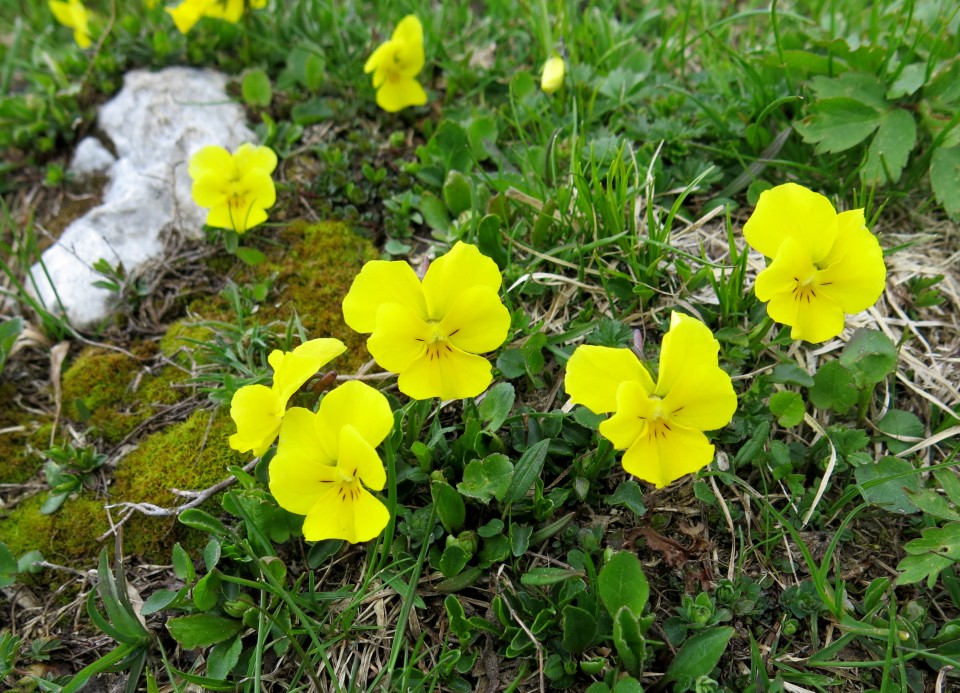 Struška + narcise  19.05.2018 - foto povečava