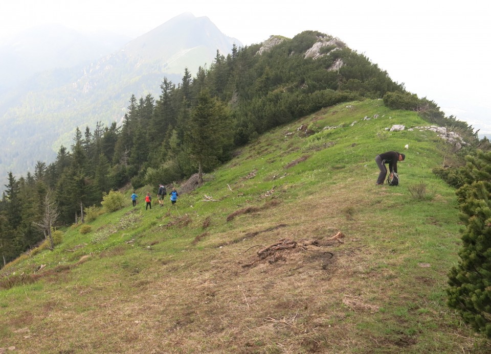 Struška + narcise  19.05.2018 - foto povečava