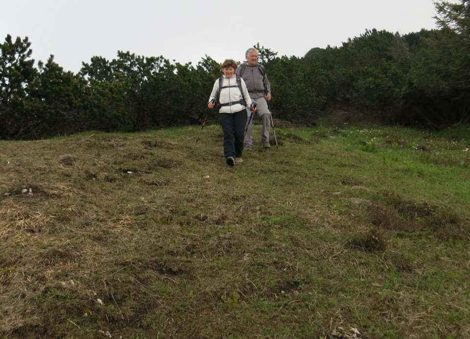 Struška + narcise  19.05.2018 - foto povečava