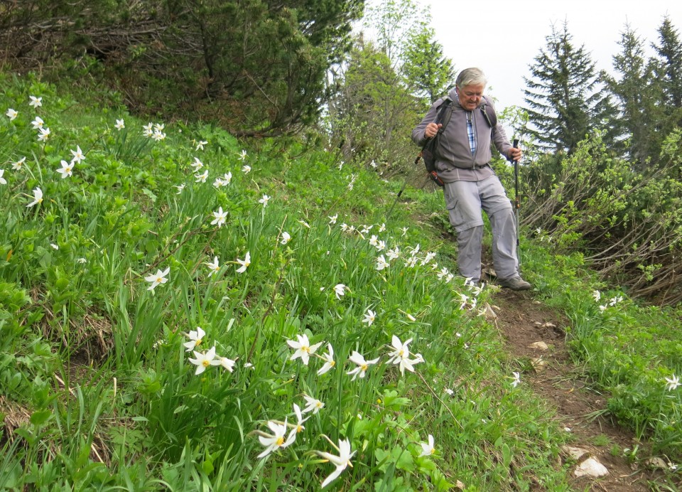 Struška + narcise  19.05.2018 - foto povečava