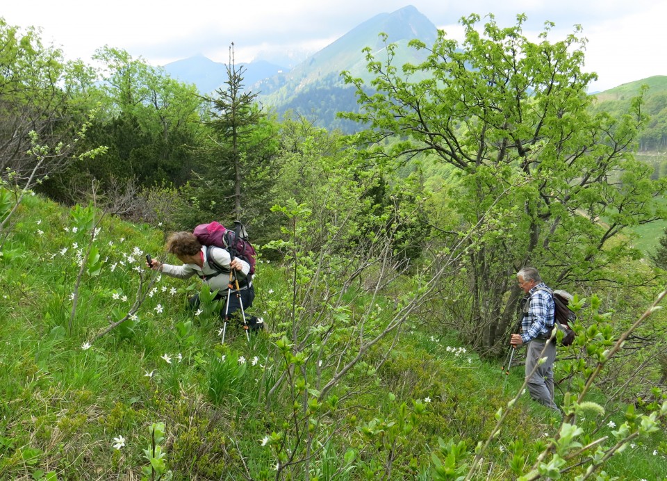 Struška + narcise  19.05.2018 - foto povečava