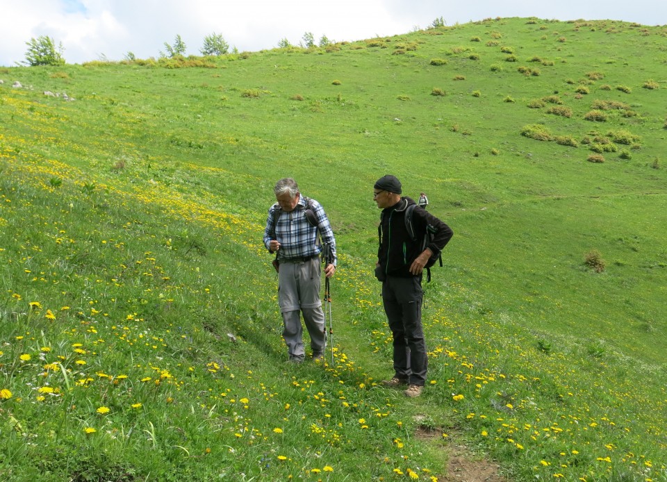 Struška + narcise  19.05.2018 - foto povečava