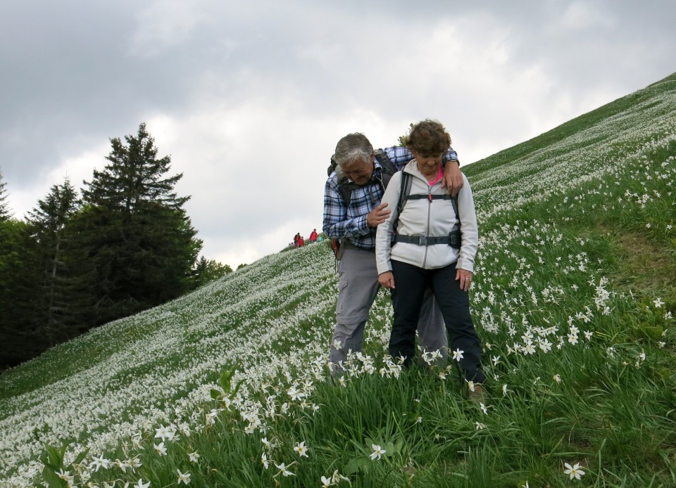 Struška + narcise  19.05.2018 - foto povečava