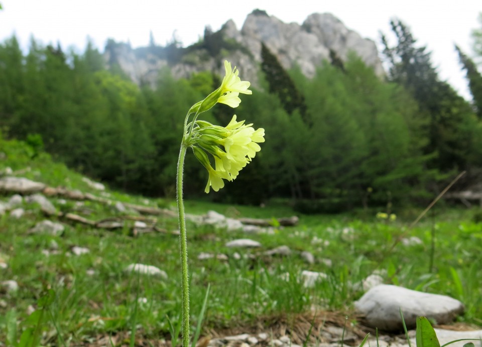 Od Zelenice proti Srednji peči  27.5.2018 - foto povečava