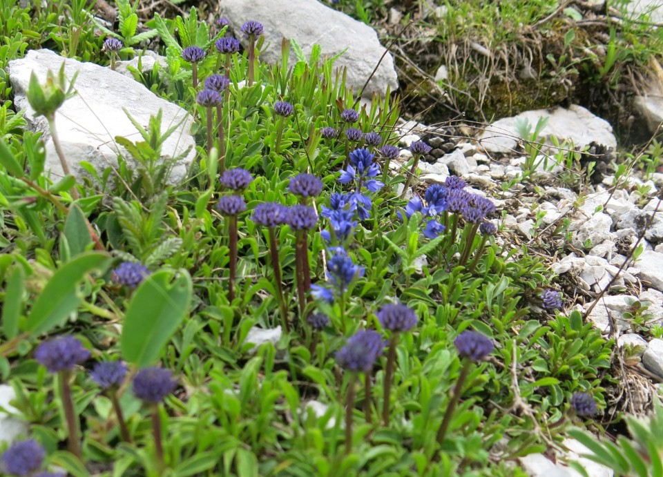 Od Zelenice proti Srednji peči  27.5.2018 - foto povečava