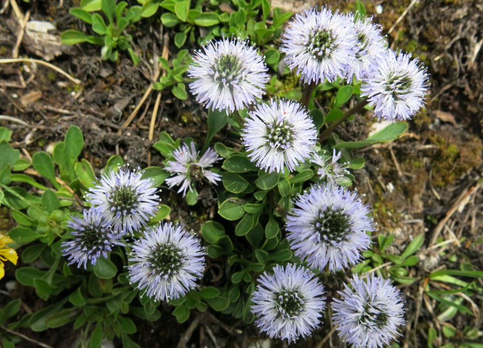 Od Zelenice proti Srednji peči  27.5.2018 - foto povečava