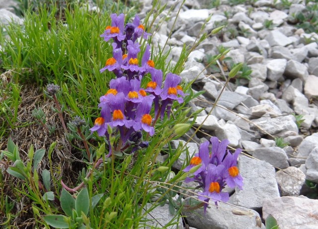 Od Zelenice proti Srednji peči  27.5.2018 - foto