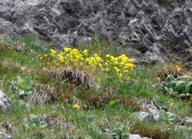 Od Zelenice proti Srednji peči  27.5.2018 - foto