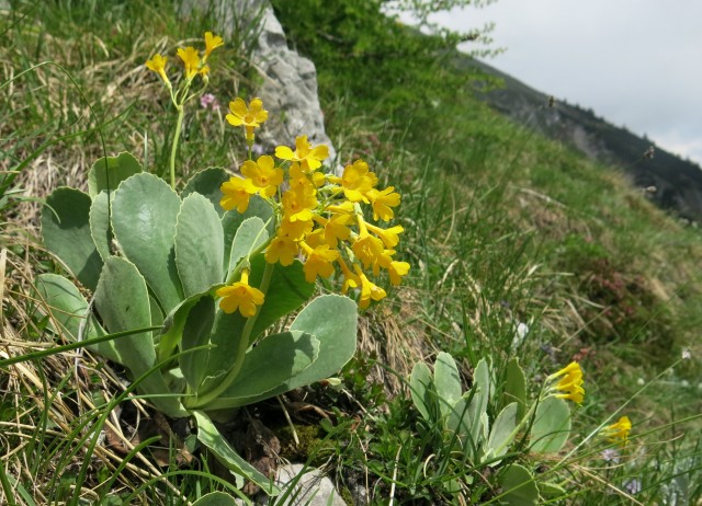 Od Zelenice proti Srednji peči  27.5.2018 - foto