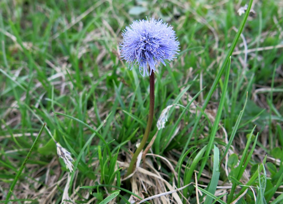 Kačji rob - 03.06.2018 - foto povečava