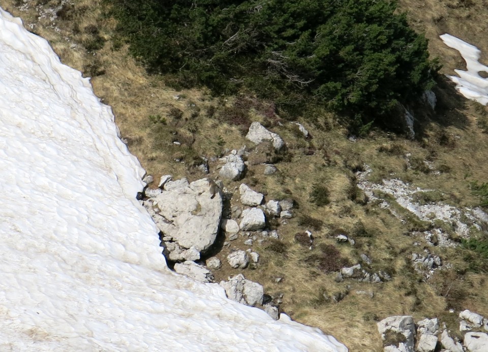 Kačji rob - 03.06.2018 - foto povečava