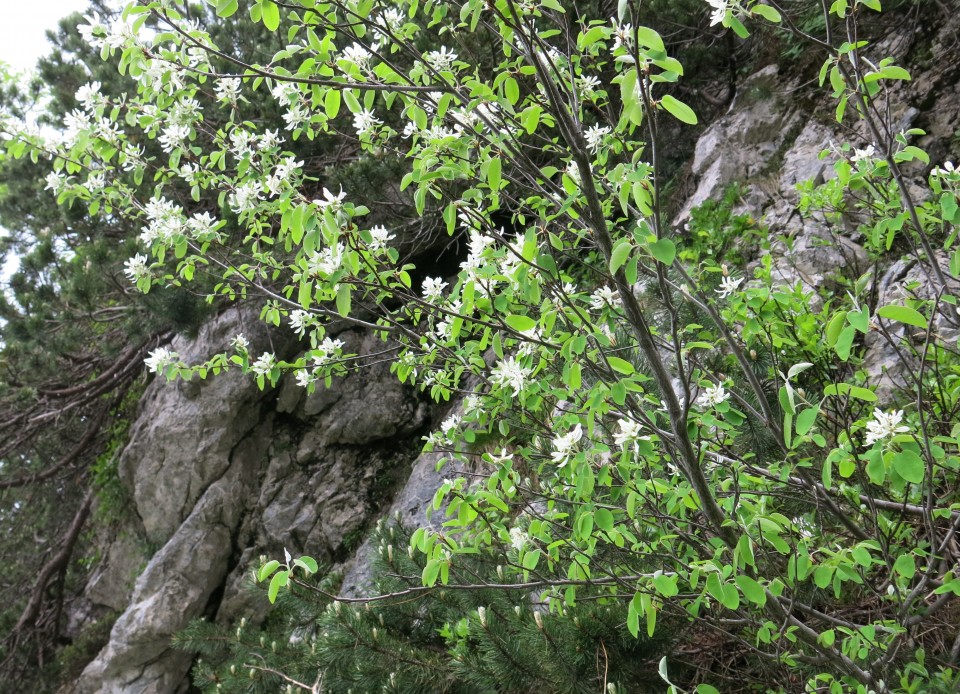 Ledine do sedla - 07.06.2018 - foto povečava